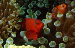 Spine Cheek Anemone Fish D-100  One of my favorite subjects. by Andy Lerner 